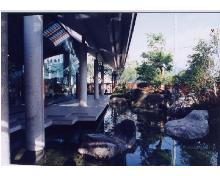 tikumano8
